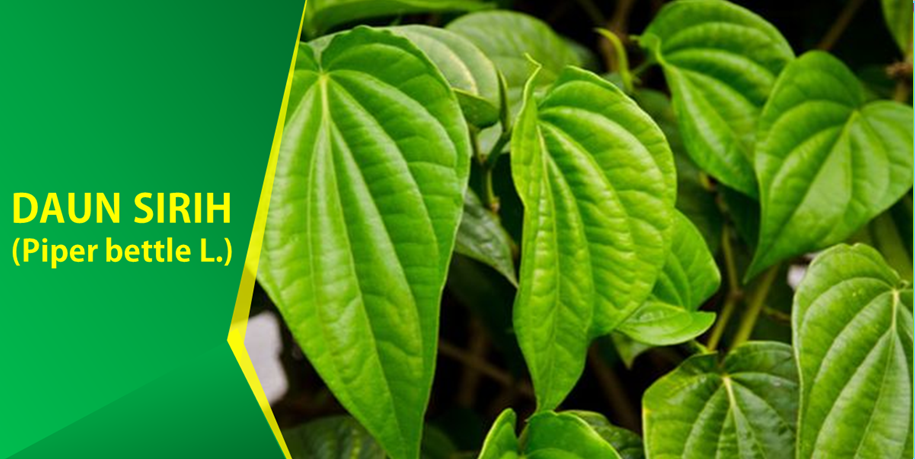 Khasiat Daun Sirih Obati Sakit Tenggorokan